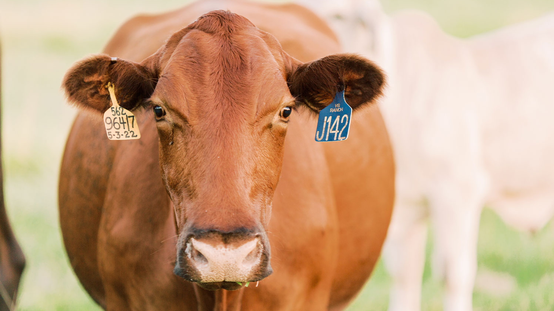 Cattle Sensor - real-time health monitoring