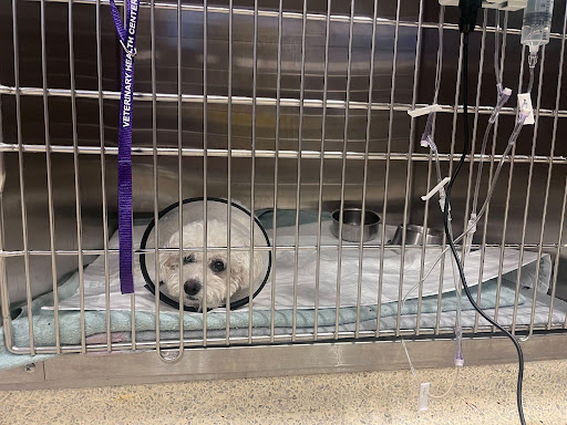 Dog on Seismi Pet Mat in veterinary enclosure