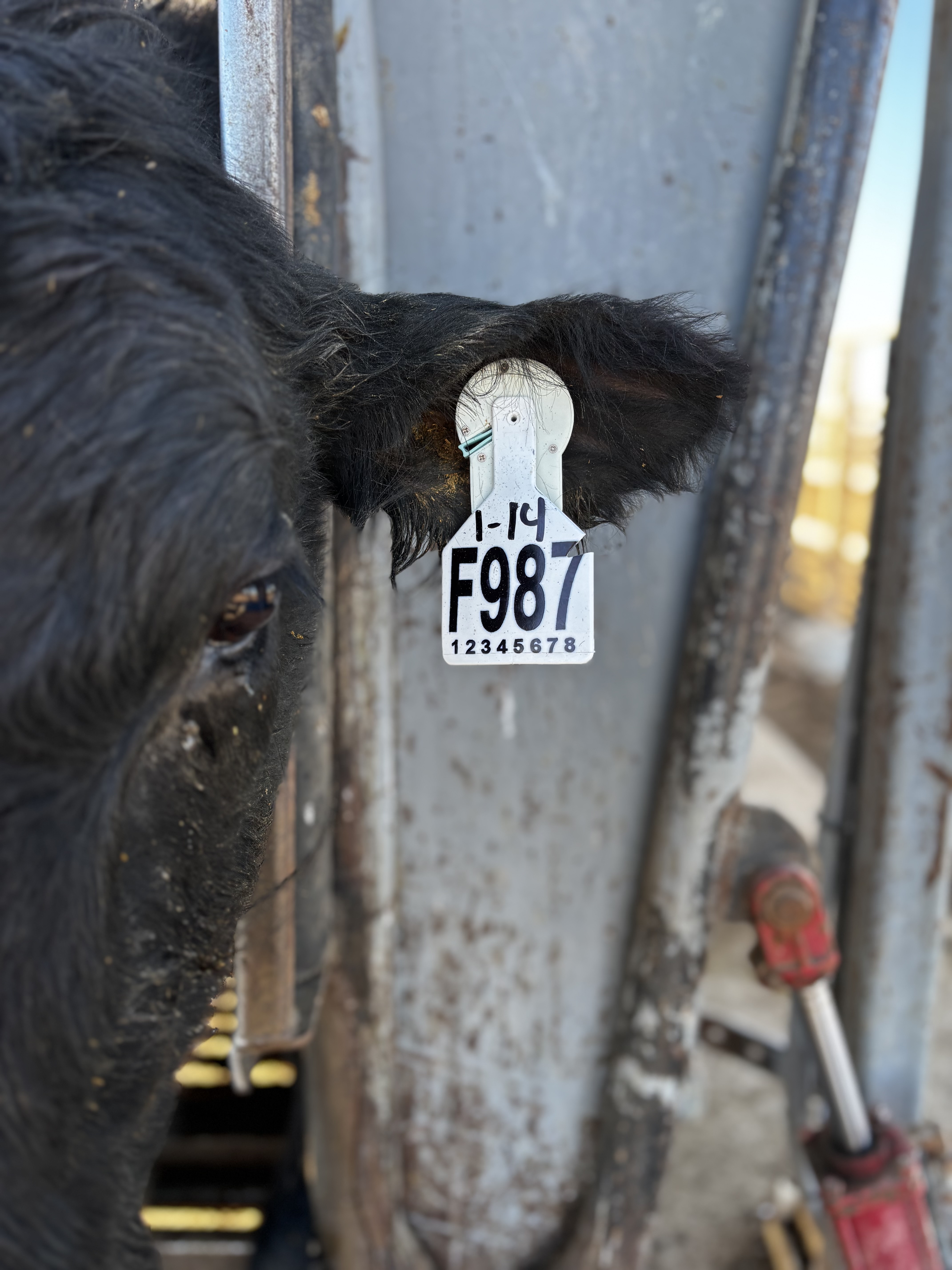 Seismi cattle ear tag sensor deployed on a cow at a commercial feedlot