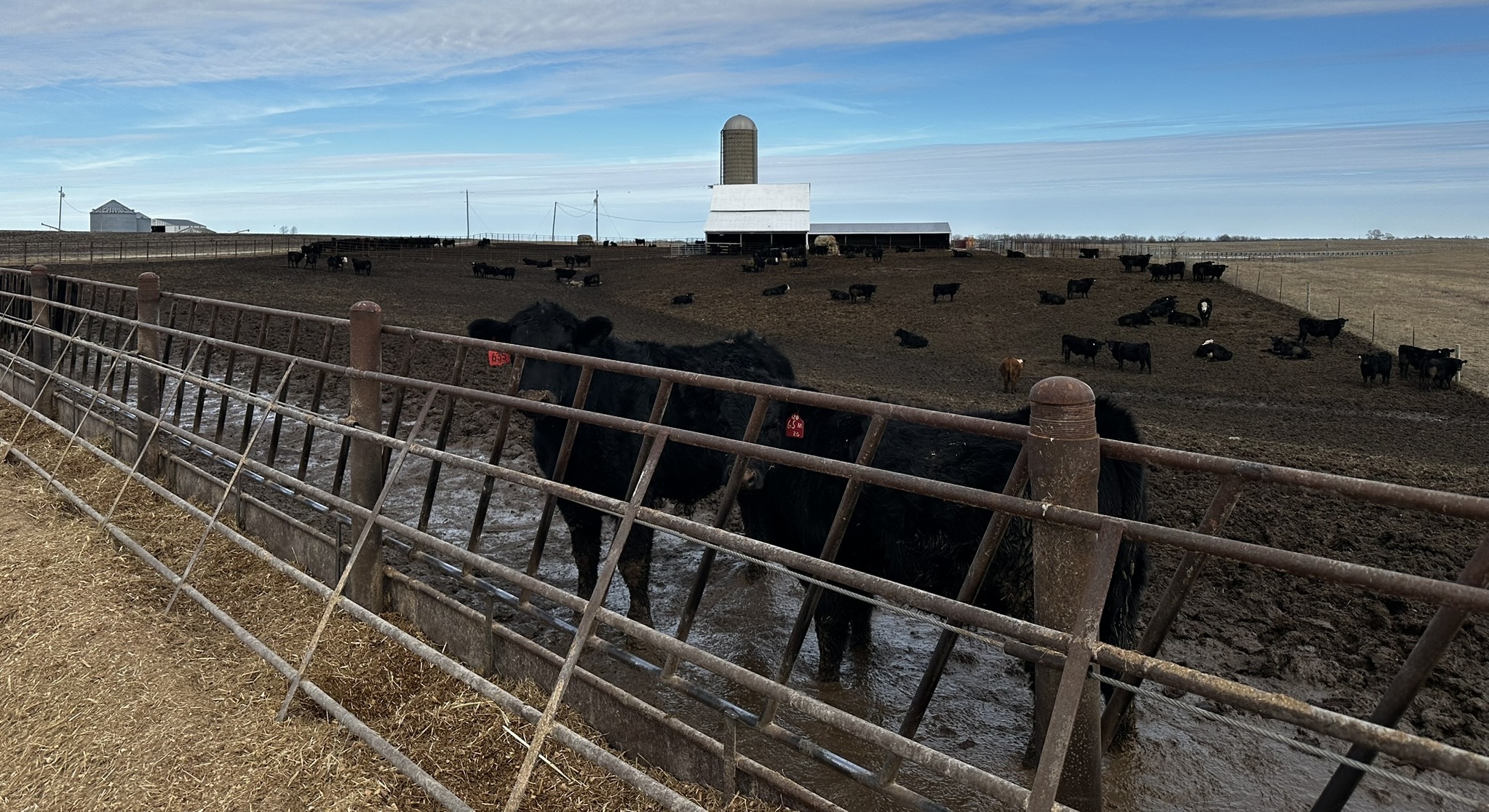 Commercial feedlot where Seismi's Methane Sensor is being deployed