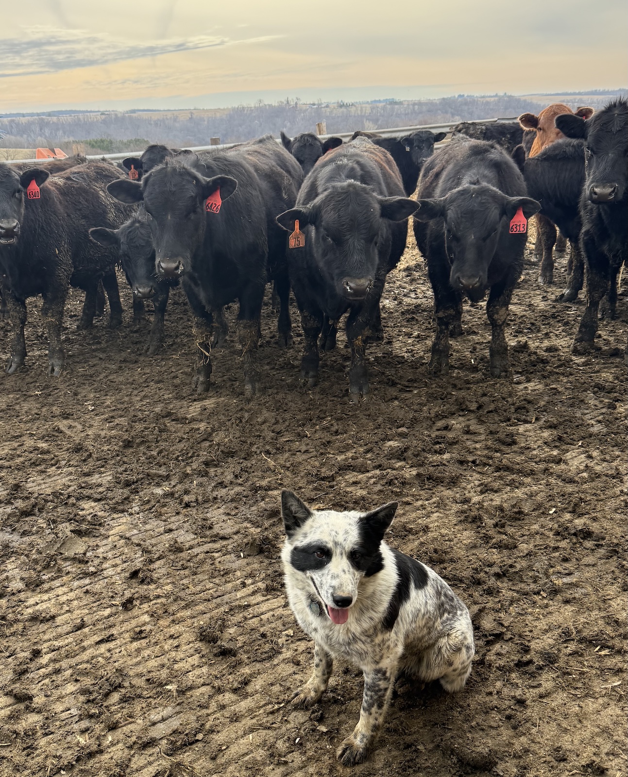 An Australian Shepherd herding cattle through the pens at Hundt Farms, a Wisconsin feedlot running Seismi ear-tag sensors